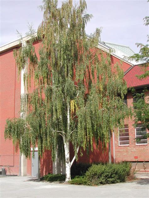 Weeping White Birch, (Silver Birch), Betula pendula alba, Tree Seeds (Fast) | eBay