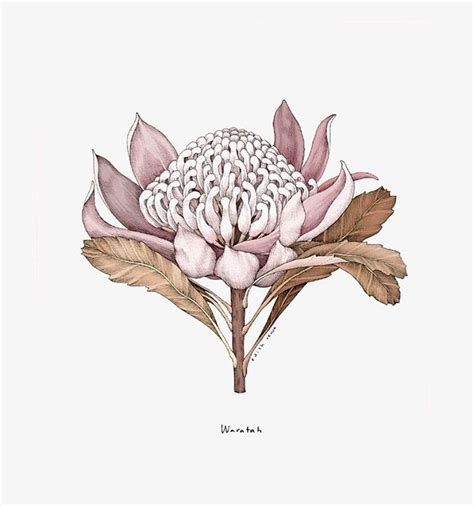 Waratah illustration for @frankiemagazine Pg 71 📝 words by @skalagas 🌿 | Botanical drawings ...