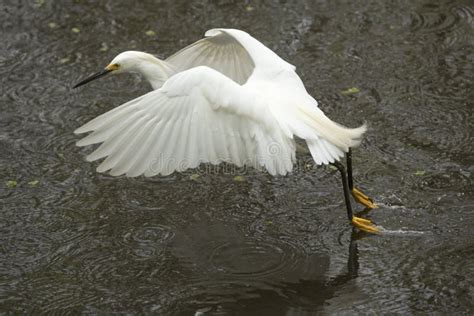 Snowy Egret Flying while Dragging Its Feet in the Water. Stock Image - Image of left, carnivore ...