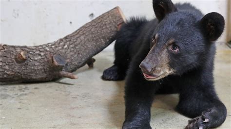 Cameron Park Zoo welcomes three new animals for visitors | KWKT - FOX 44