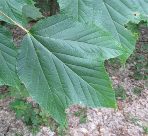 Striped Maple - Acer pensylvanicum | The Arboretum