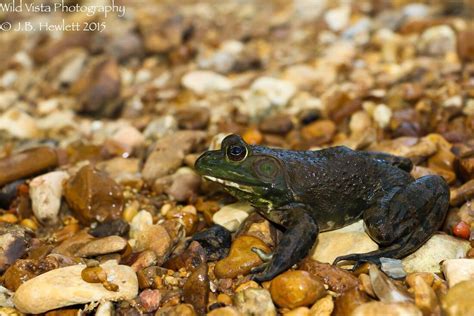 American Bullfrog - eMuseum of Natural History