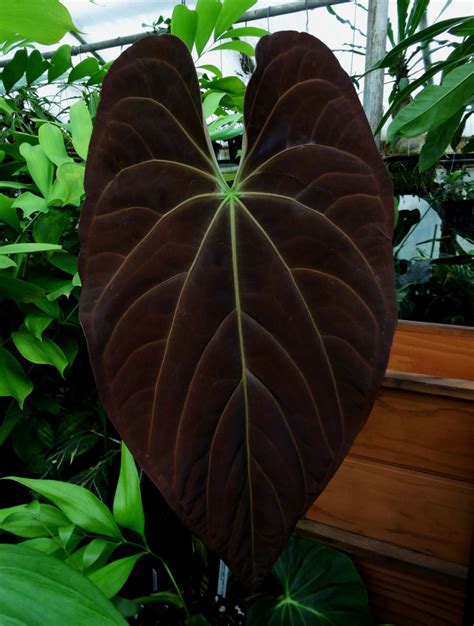 The Definitive Guide to Velvet Leaf Anthuriums in Cultivation — Exotica Esoterica | Anthurium ...