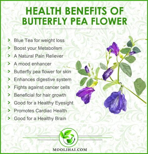 Blue Tea: Incredible Health Benefits Of Butterfly Pea Flower | Moolihai