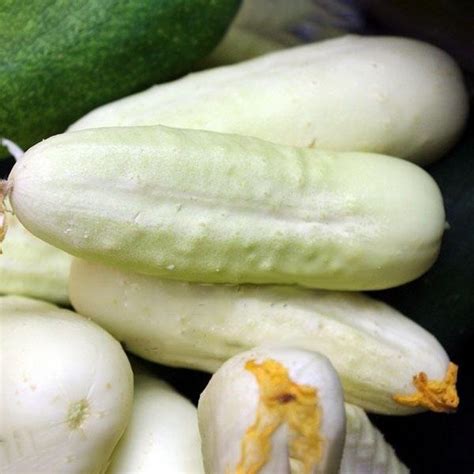 White Cucumber Seeds Garden Balcony Vegetable Fruit Cucumber See - SeedsDay