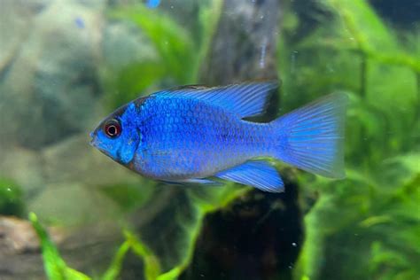 Electric Blue Ram Cichlid: Care, Behavior, Feeding, & More