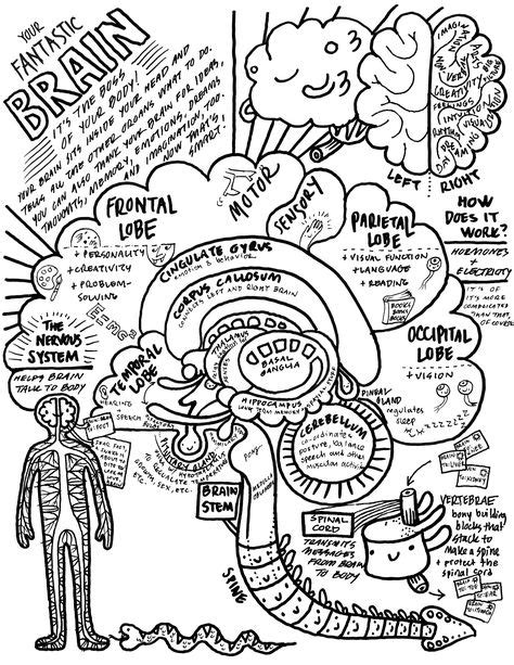 9 Anatomy Sketch Notes ideas | anatomy, anatomy coloring book, human body unit