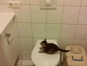 Kitten Tries to Jump Off Toilet But Fails | Gifrific