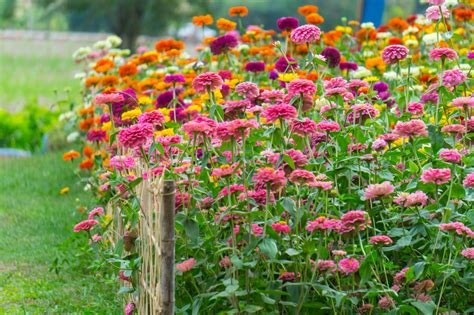 Zinnias: Colorful Flower Varieties Are So Easy to Grow