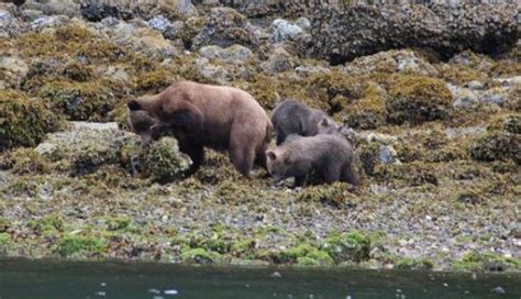 First Year Grizzly Bear Cubs 4 of 20 | Grizzly Bear Tours & Whale Watching, Knight Inlet