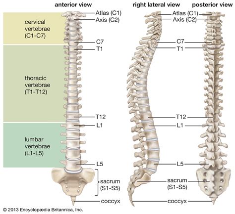 Normal Lumbar Curves, Posture & CBP — Living Well Chiropractic — Living Well Chiropractic ...