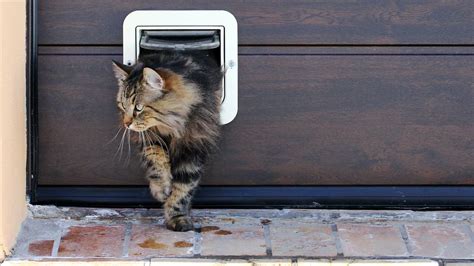 How Much Does It Cost to Install a Cat Door in 2023? | Airtasker US