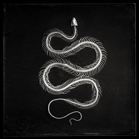 Snake Skeleton by Peter Eleveld, 2018 | Photography | Artsper (577206)