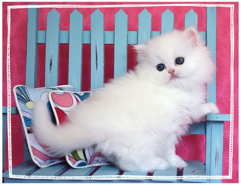 White teacup Persian kittens for sale! Stop by the website today to choose one for your family ...