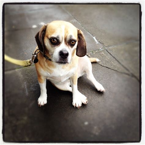 puggle! (pug beagle mix) | Pug beagle mix, Pug beagle, Puggle