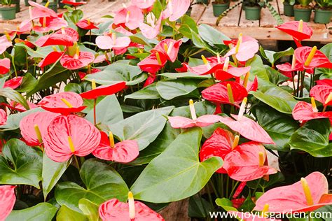 Anthurium Care: Growing A Flamingo Flower (2024 Guide)