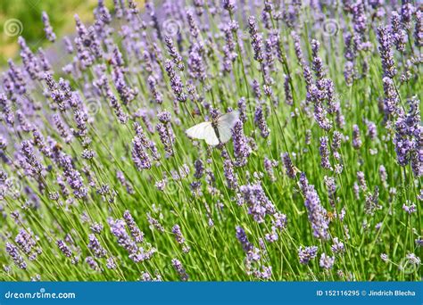 Lavender Fields on Hvar, Croatia Stock Image - Image of botany, aromatherapy: 152116295