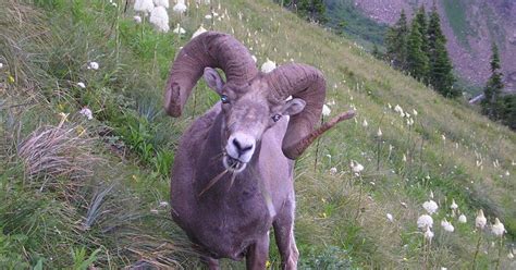 Insider tips to seeing wildlife in Glacier National Park in Montana