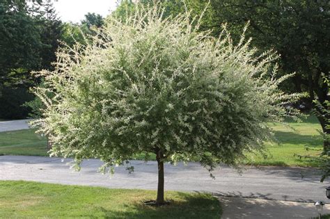 Japanese Willow - a total favorite. | Trees | Pinterest | Landscaping, Gardens and Plants