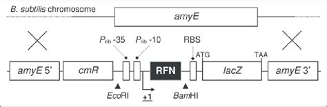 Design of the lacZ fusion experiments. The lacZ gene (in pDG268) was ...