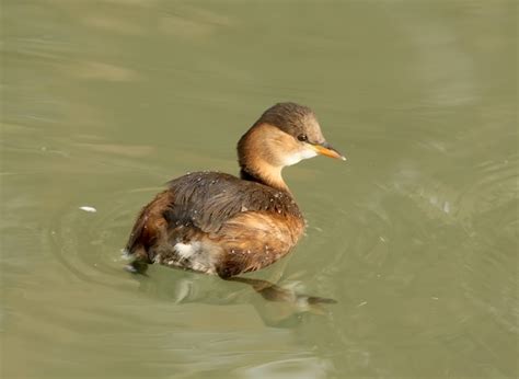 Premium Photo | Little grebe in winter plumage floats in the water.