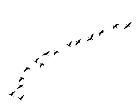 Flying Birds PNG by EveLivesey on deviantART | Photoshop landscape, Photoshop rendering ...