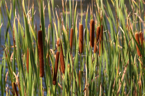 Images Gratuites : eau, herbe, branche, pelouse, prairie, feuille ...