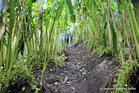 Cardamom tours in Thekkady, Kerala | Green Earth Trails