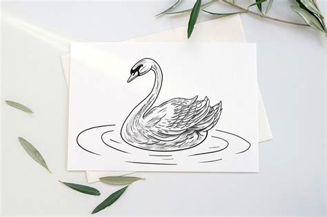 Swan Drawing