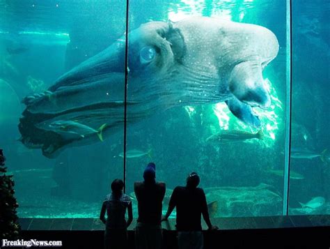 Giant Squid Pictures - Freaking News