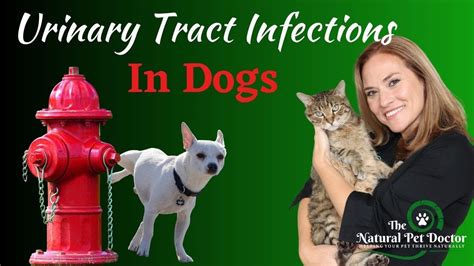 Dog UTI Infection | Signs, Tests, And Natural Home Remedies For Dog ...