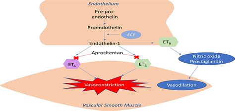 Aprocitentan (a Dual Endothelin-Receptor Antagonist) for Tre... : Journal of Cardiovascular ...