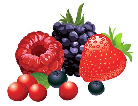 Berry Fruit Clip art - Forest Fruits PNG Vector Clipart Image png download - 3480*2681 - Free ...