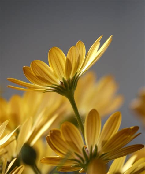 Osteospermum - planting, pruning, and care plus easy tips on propagation