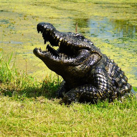 Half Alligator - Garden Wonders UK