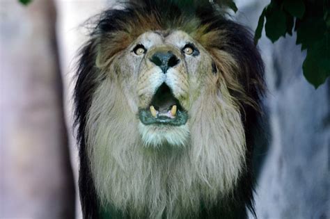 Lion - Creepy Roar | Flickr - Photo Sharing!