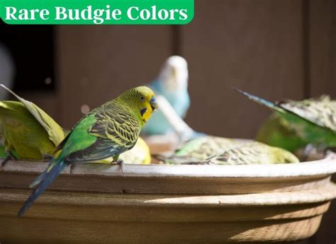 Rare Budgie Colors ( Vet's Guide 2024) - imparrot