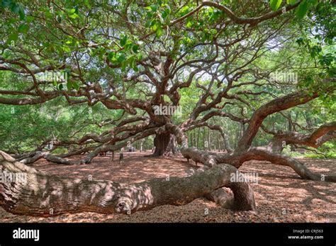 Angel Oak in Charleston SC is a live oak said to be the oldest living Stock Photo, Royalty Free ...