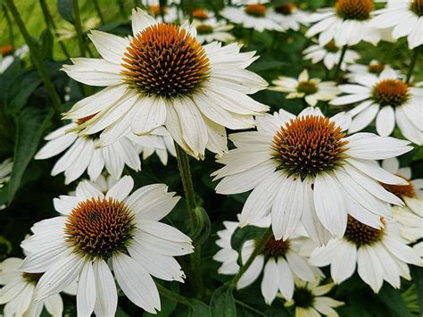 Echinacea White Swan Seeds/high Quality From Ukraine/flowers | Etsy