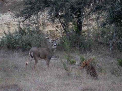 Whitetail Deer Hunting Ranch in Texas Hill Country