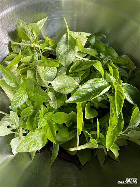 Harvesting Basil: Tips to Maximize Flavor and Yield