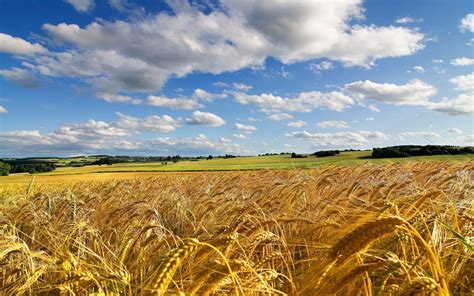 Wheat Field Wallpapers - Top Free Wheat Field Backgrounds - WallpaperAccess