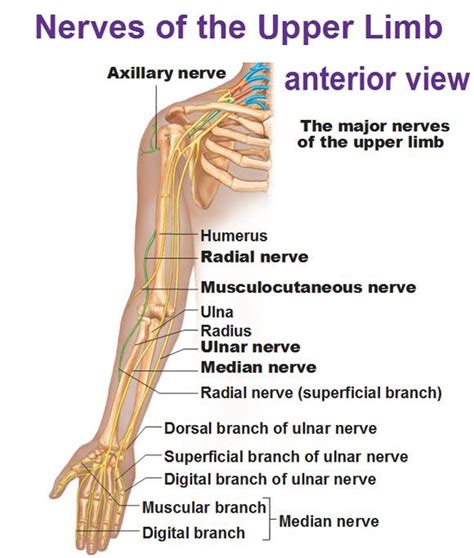 Peripheral Nervous System: Spinal Nerves and Plexuses | Nerve anatomy ...