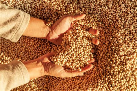 Debunking the myths behind soybeans and phytoestrogen activity