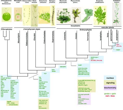 Plant Evolution Diagram