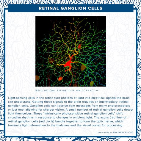 Retinal Ganglion Cells