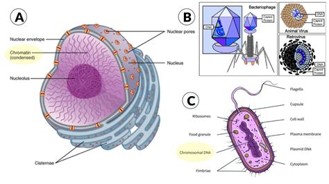 Chromatin - Definition and Examples - Biology Online Dictionary