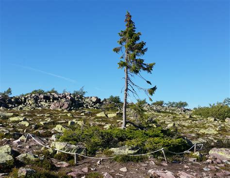 Old Tjikko, el árbol que tiene más de 9500 años de edad (With images) | Old tjikko, Norway ...