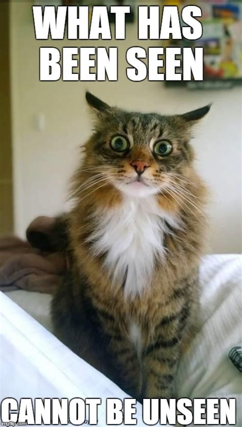 shocked cat - Imgflip