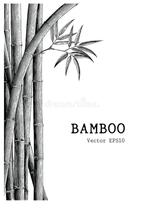 Drawing Bamboo Stock Illustrations – 23,066 Drawing Bamboo Stock ...